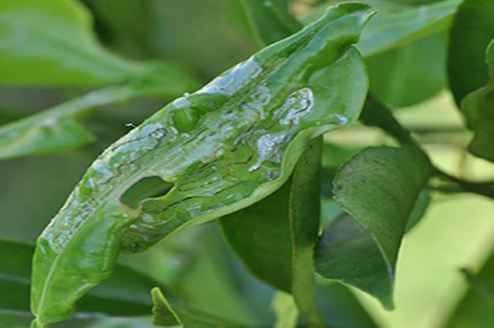 Citrus Leaf Curl Sydney City Property Care